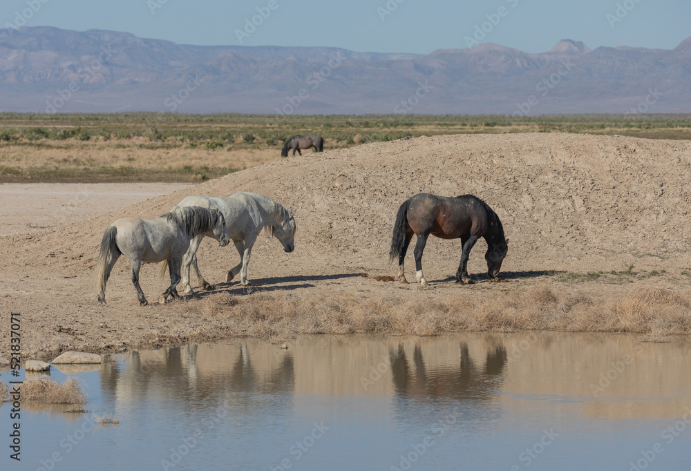 Fototapeta premium Wild Horses at a Desert Waterhole in Utah