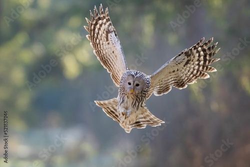 Beautiful Ural owl flying in the air in a blurred background on a sunny day