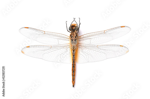 Dead Dragonfly, Thai dragonfly, Chlorogomphus, Cordulegaster on white background. © Montree