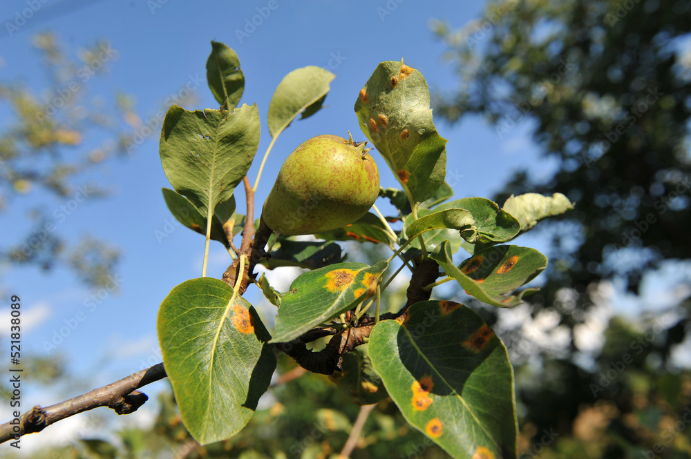 Pear disease. The causative agent of pear rust is the pathogenic fungus ...