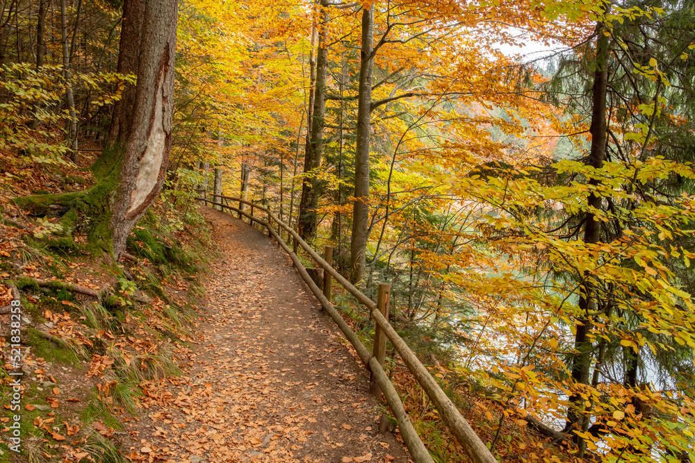 Fototapeta premium Morning light illuminating a forest path with cedar, fir and conifers, with a wooden fence, in Ukrainian Synevir Park. Golden Autumn