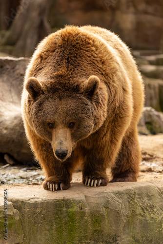 Brown bear on rocks at the zoo Concept of conservation of wildlife in captivity