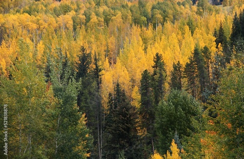 Yellow and green trees, Autumn, Fall