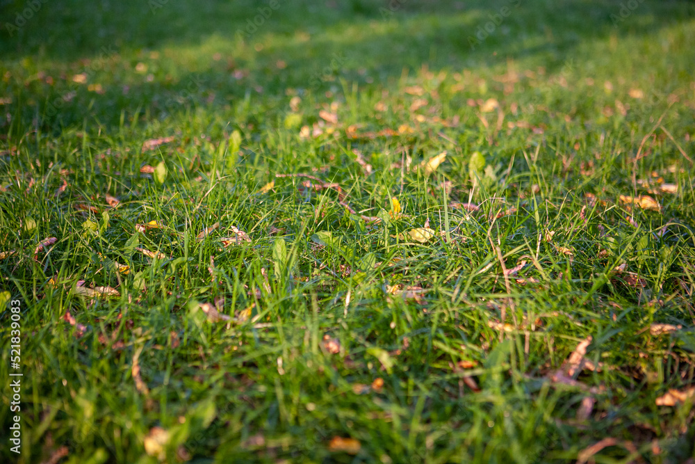 Background from yellow leaves on green grass, top view. Beginning of autumn backdrop for publication, screensaver, wallpaper, postcard, poster, banner, cover, website. High quality photo Background from yellow leaves on green grass, top view. Beginning of autumn backdrop for publication, screensaver, wallpaper, postcard, poster, banner, cover, website. High quality photo
