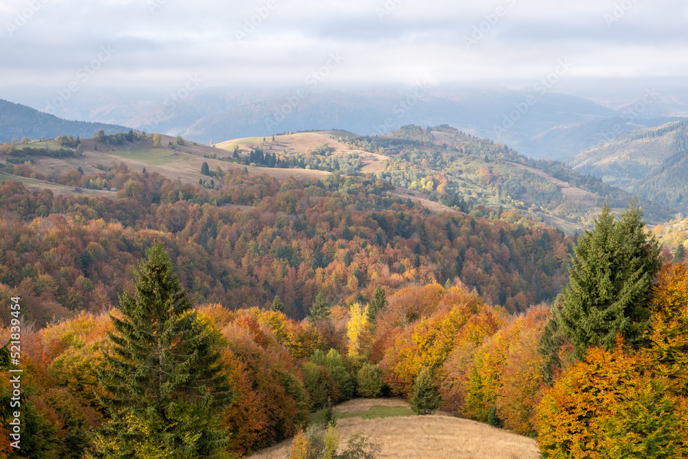 carpathian landscape in october. hills and mountain range in warm sunny weather with low clouds in the sky in autumn carpathian landscape in october. hills and mountain range in warm sunny weather with low clouds in the sky in autumn