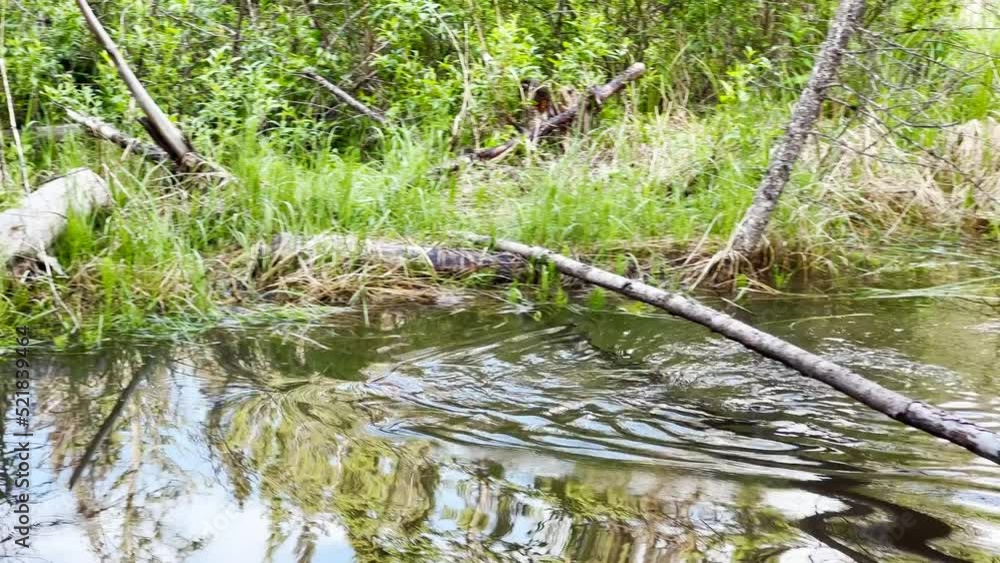 Scene of a beaver (Castor) in Hinton Town, Alberta, Canada. Scene of a beaver (Castor) in Hinton Town, Alberta, Canada.