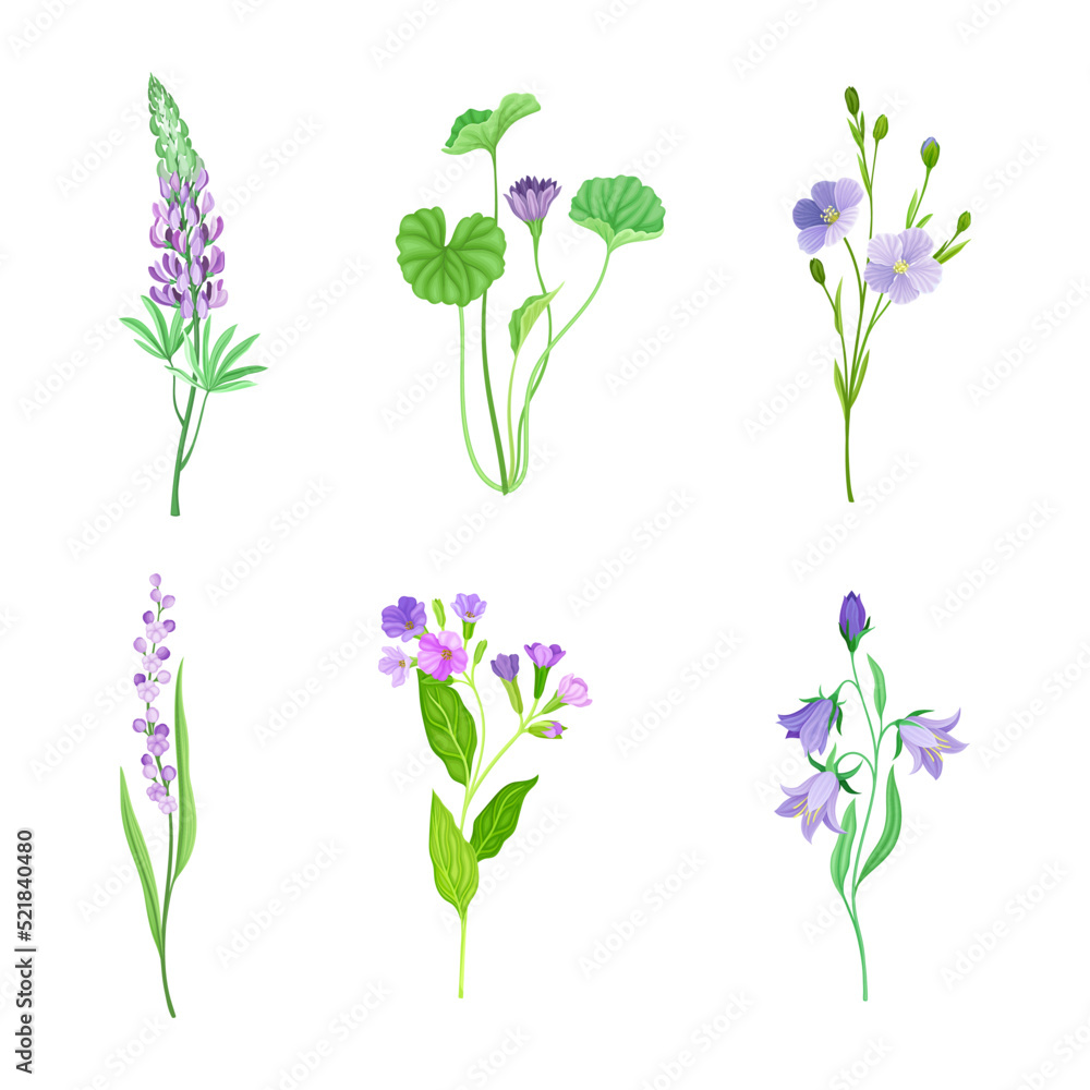 Violet Flowers or Blossom on Leafy Stalk or Stem Vector Set