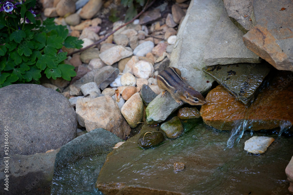 Obraz premium Chipmunk takes a drink from a backyard waterfall.