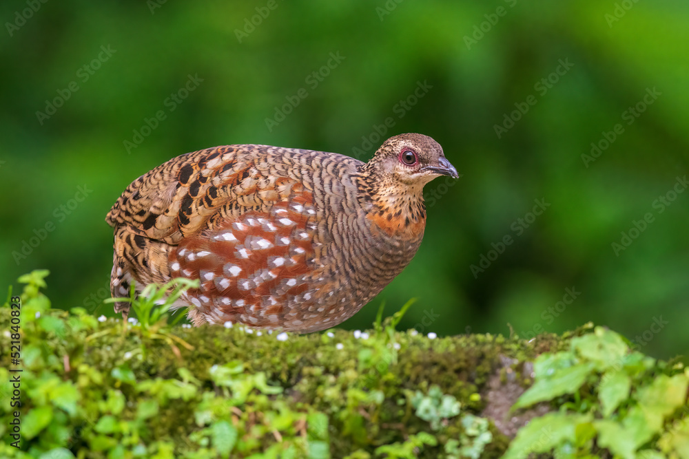 Hill partridge (Arborophila torqueola) at Senchal WLS, Darjeeling, India Hill partridge (Arborophila torqueola) at Senchal WLS, Darjeeling, India