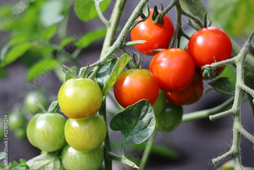 Wallpaper Mural 家庭菜園のミニトマト Torontodigital.ca