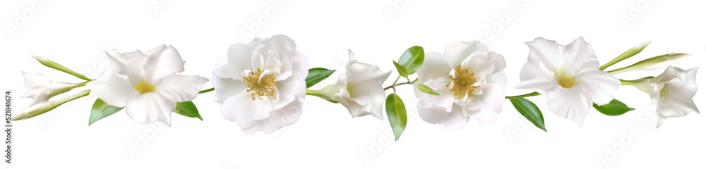 Obraz premium White flowers. Floral background. Green leaf. Buds. Isolated. Horizontal pattern.