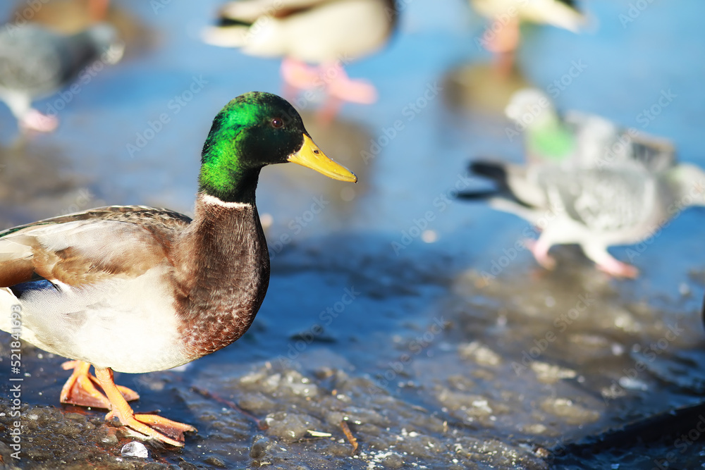 Obraz premium Ducks on the lake in winter, a flock of ducks is preparing to fly to warm countries, wild ducks winter on a warm pond, many birds on the pond
