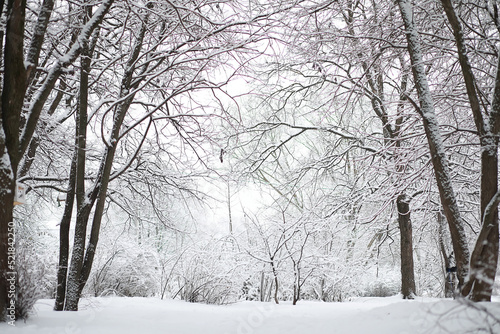 Wallpaper Mural Winter landscape. Forest under the snow. Winter in the park. Torontodigital.ca