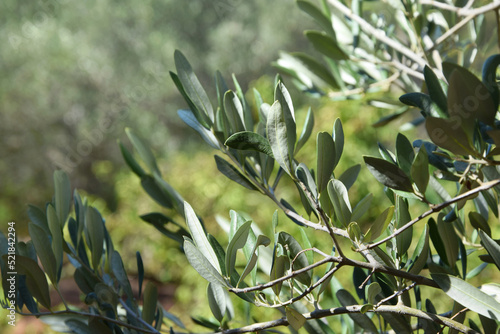 Close up of olive tree leaves, against green floral background