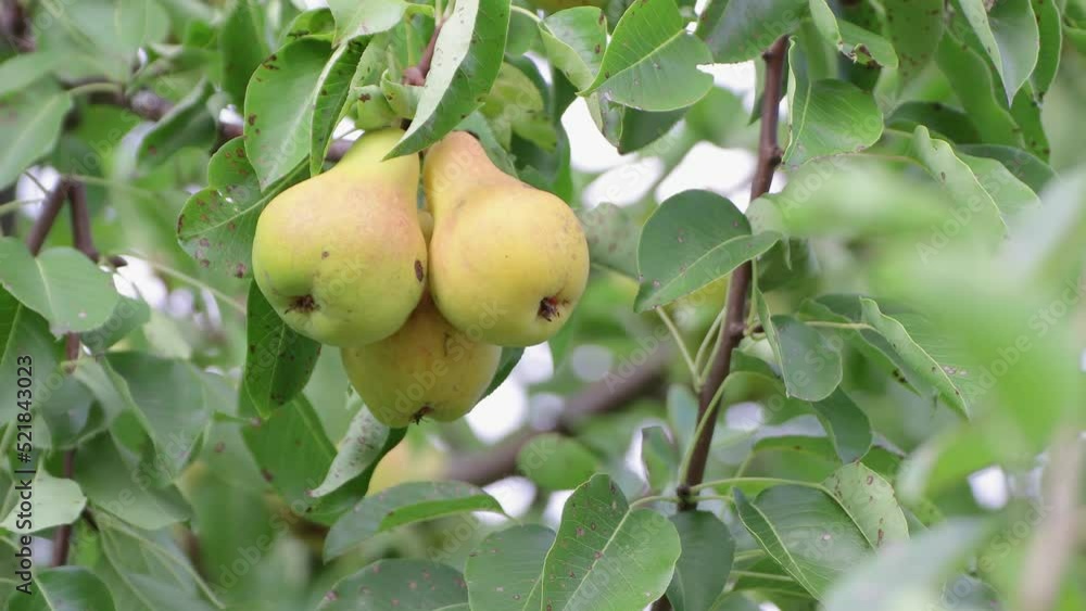 A fruit picker picks three pears from a branch close-up. Harvest time. The concept of growing fruits in the country, farm, garden. Organic non-GMO vegetarian food. Background, screensaver UHD 4K. A fruit picker picks three pears from a branch close-up. Harvest time. The concept of growing fruits in the country, farm, garden. Organic non-GMO vegetarian food. Background, screensaver UHD 4K.