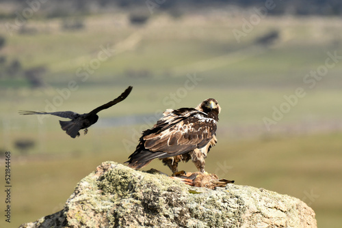 aguila imperial semiadulto en la sierra abulense
