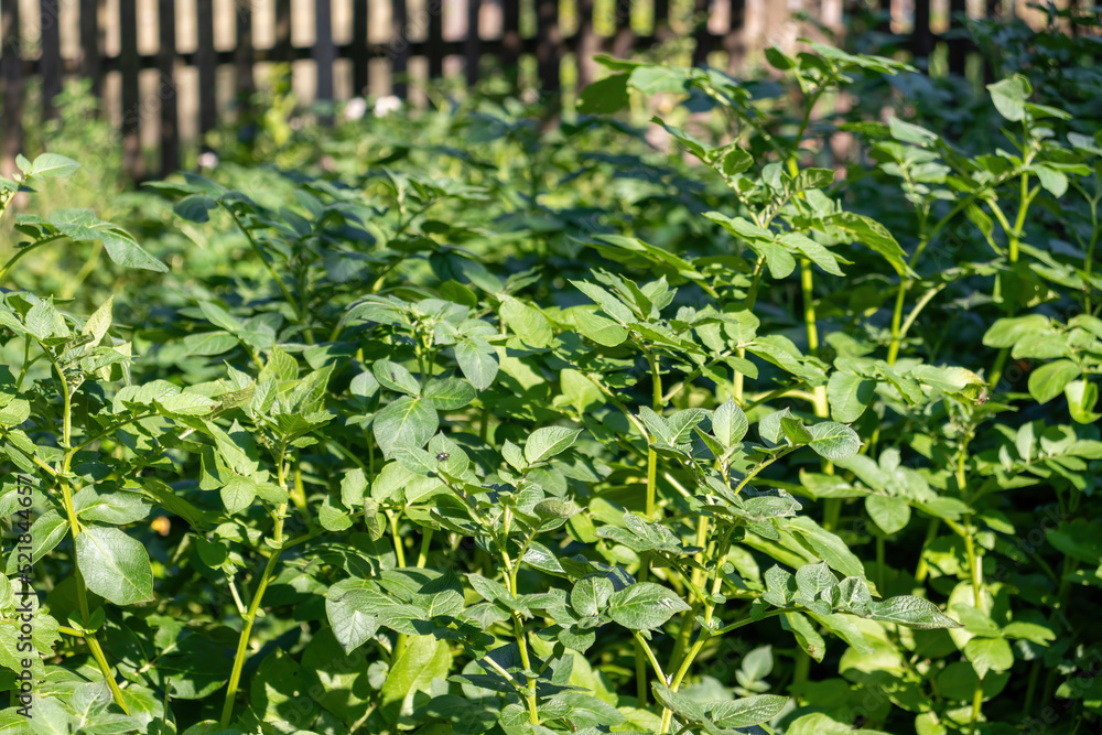 Green leaves of potato bushes with blurred background. Potato grows in the garden. Green leaves of potato bushes with blurred background. Potato grows in the garden.