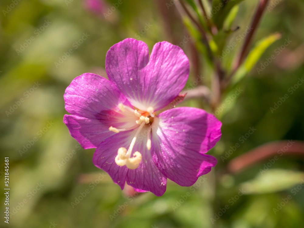blooming fireweed closeup blooming fireweed closeup