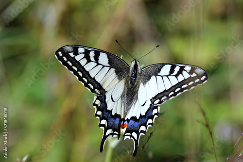 Paź królowej (Papilio machaon) – gatunek motyla dziennego z rodziny paziowatych (Papilionidae) © JDziedzic