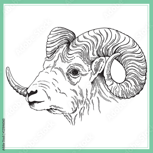 Hand drawn sketch style ram isolated on the white background. Vector illustration.