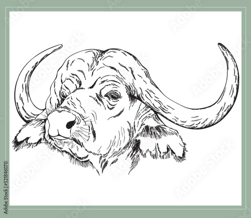 Hand drawn sketch style buffalo isolated on the white background. Vector illustration.