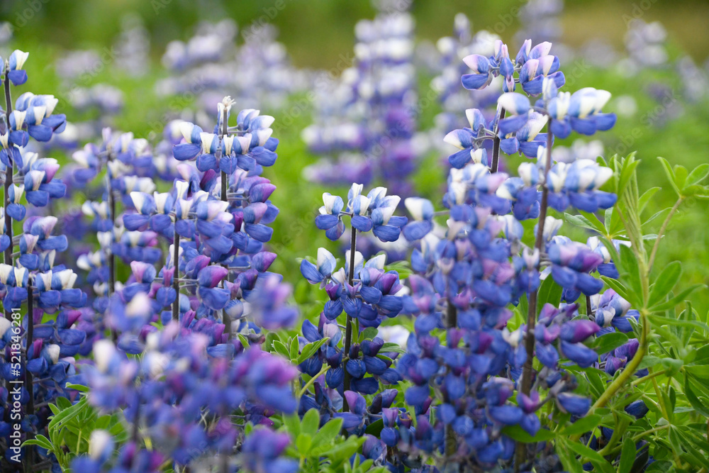 Fototapeta premium Blue flowers of Lupine
