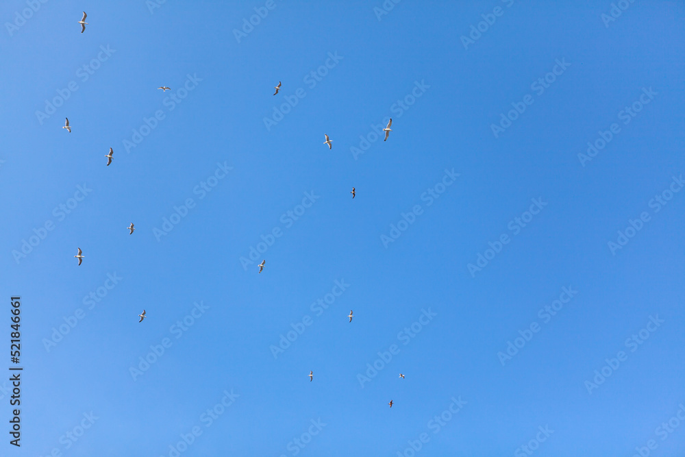 Seagulls high in the sky . Flock of birds at blue sky Seagulls high in the sky . Flock of birds at blue sky