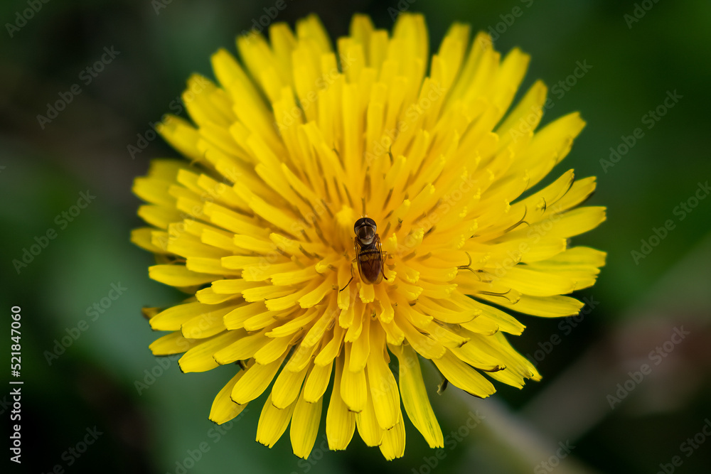 bee on yellow flower bee on yellow flower