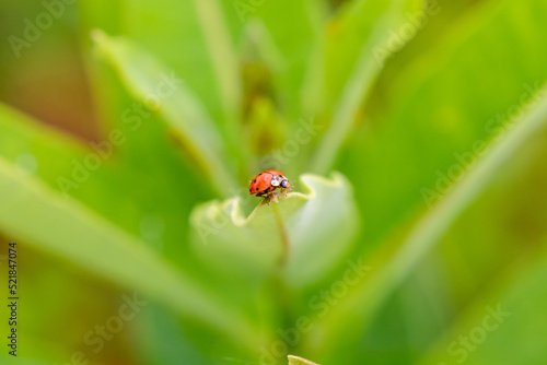 ladybug on green leaf © Eric