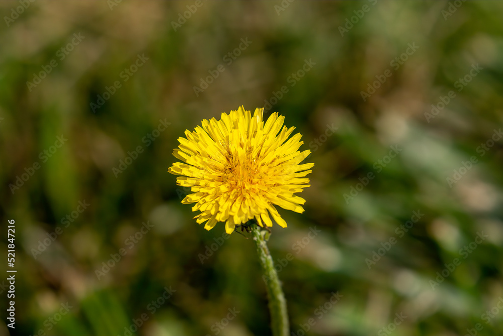 dandelion in the grass dandelion in the grass