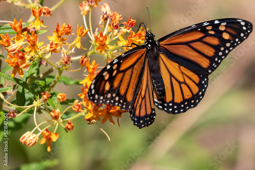 monarch butterfly on a flower © Eric