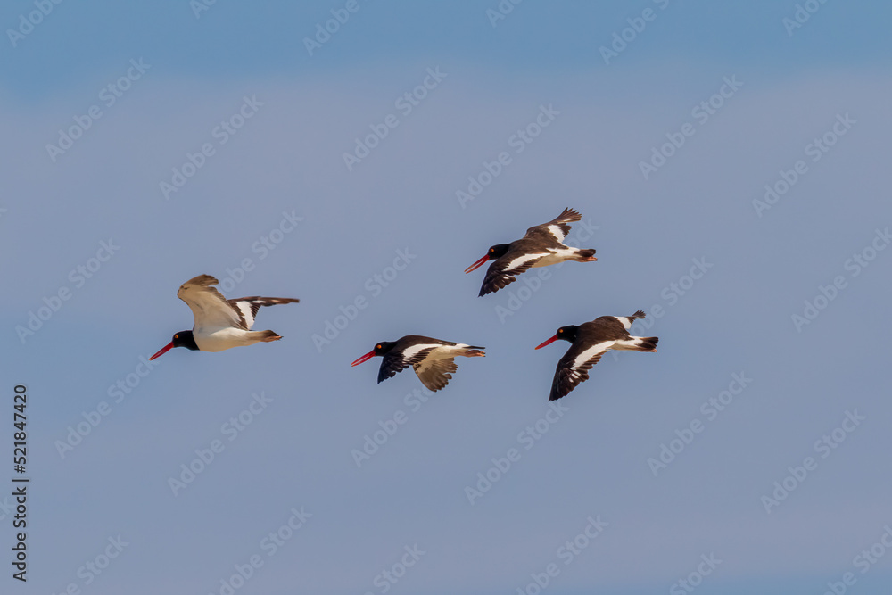 birds in flight birds in flight