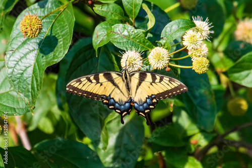 butterfly on a flower