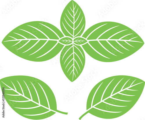 Basil logo. Isolated basil on white background