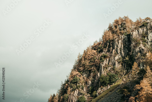 Mountain Forrest 