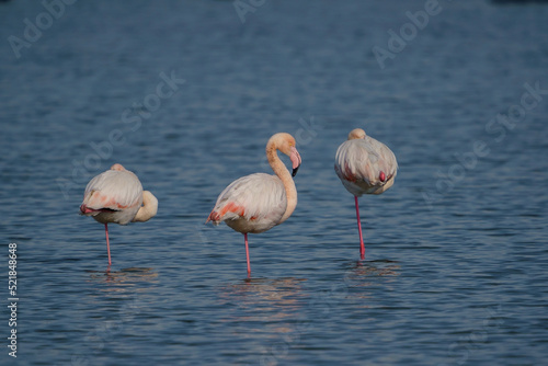 Group of Greater flamingos (Phoenicopterus roseus), Camargue, Turkey