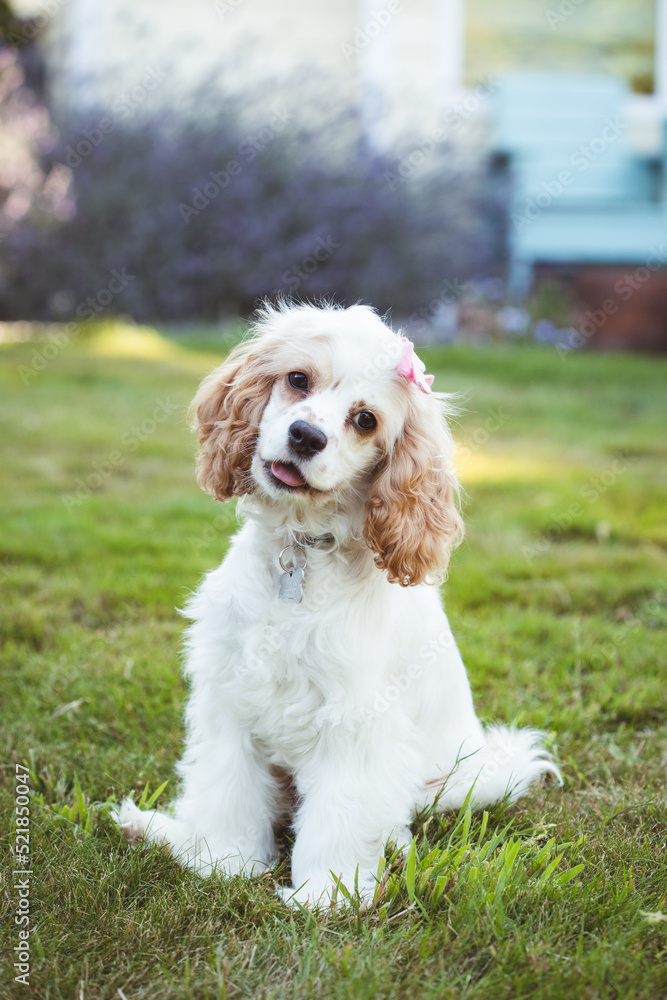 american cocker spaniel puppy