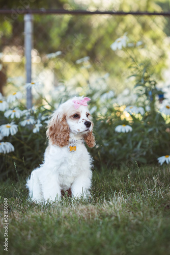 cocker spaniel puppy girl 