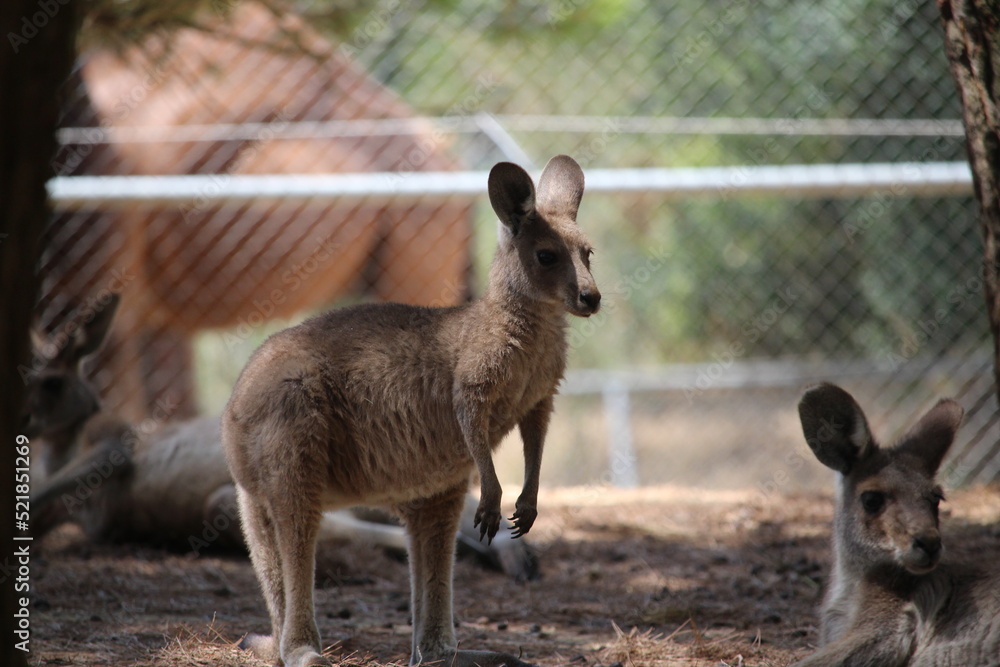 Fototapeta premium kangourou