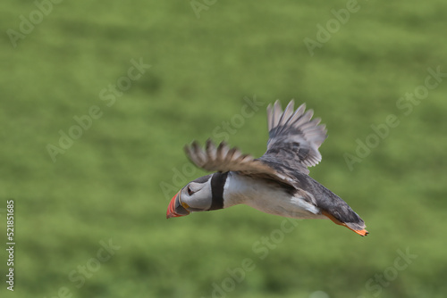 Atlantic Puffin in flight with a green background on Skomer island.