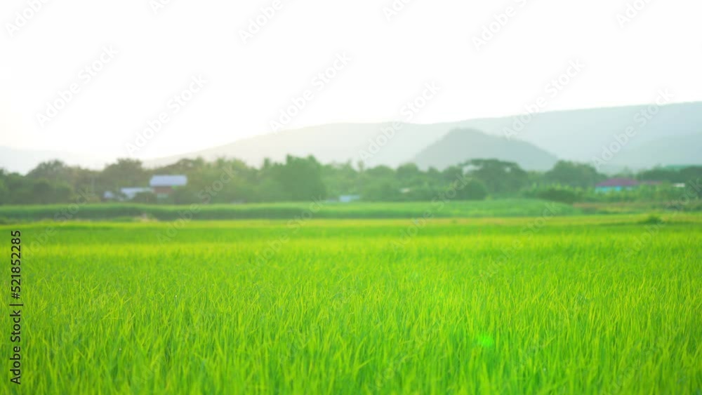 Green rice field of organic farm in countryside Green rice field of organic farm in countryside