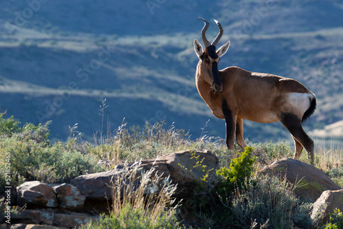 Observant red hartebeest bull (Alcelaphus caama) stood on rocky promontory in the Karoo National Park, Western Cape. photo