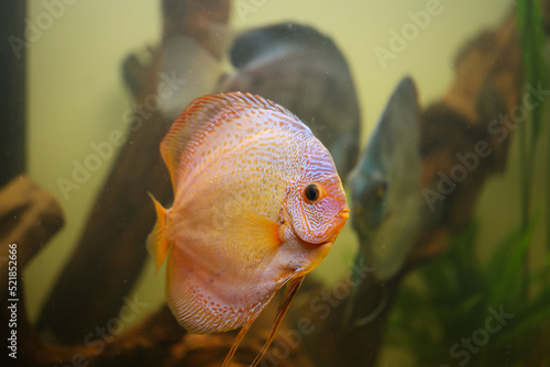 Portrait eines schönen farbigen Diskus Diskusbuntbarsch in einem Schwarzwasser Aquarium.
 photo