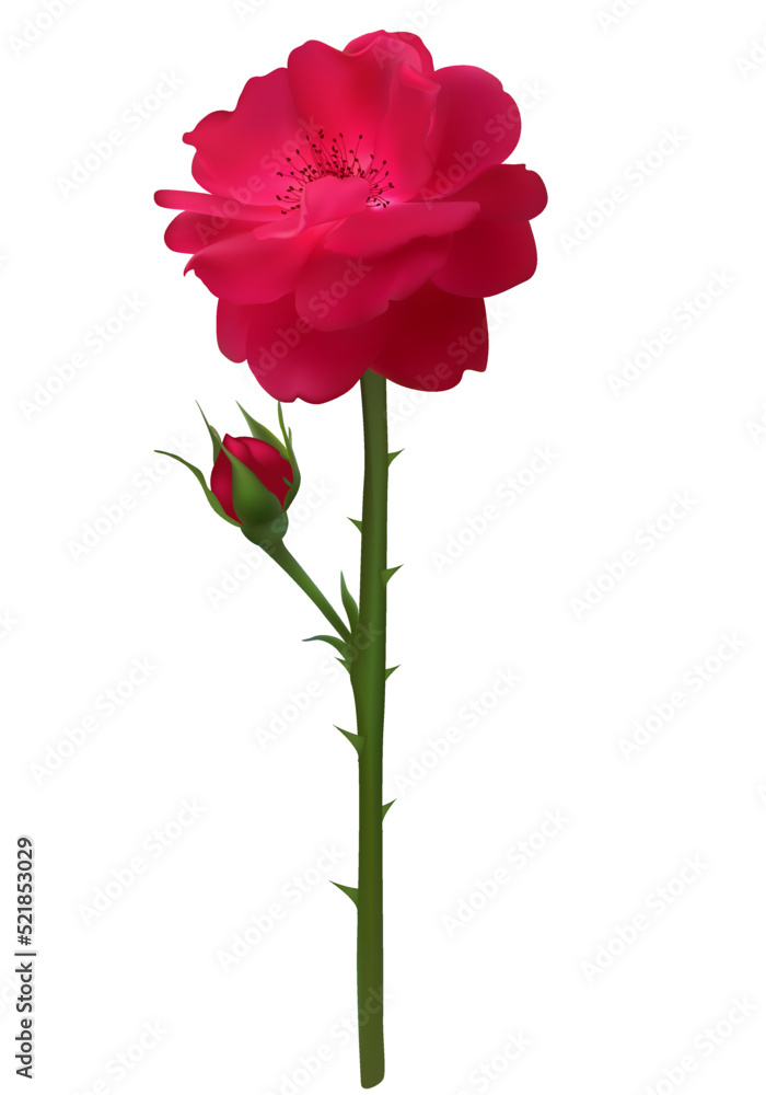 Rose. Flower. Isolated. Stem. Bud. Floral background.