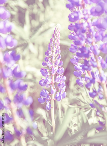 Wild lupines flowers in detail