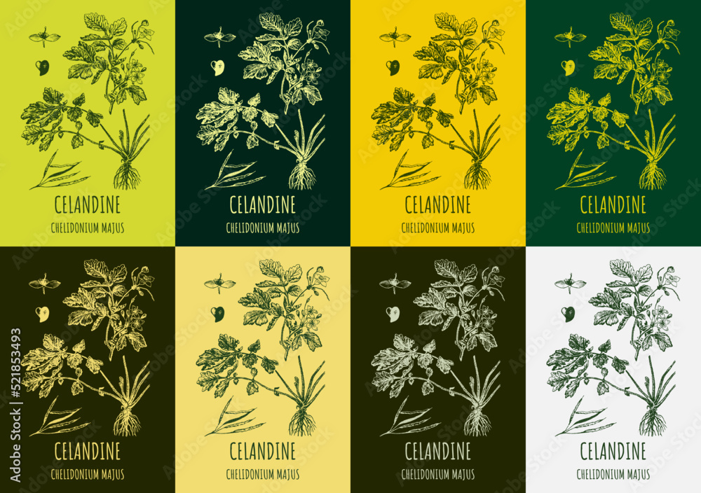 A set of celandine in various color compositions. Pharmaceutical, botanical plant Chelidonium majus hand drawn. Vector illustration of retro celandine flower.

