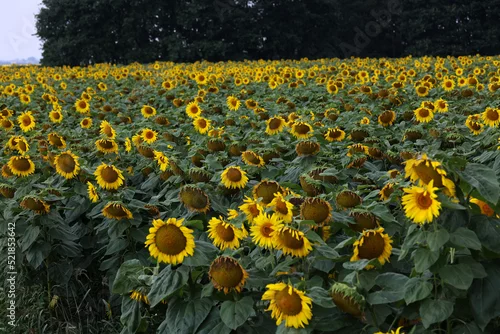 Obraz Słonecznik zwyczajny (Helianthus annuus L.) – gatunek rośliny z rodziny astrowatych

Pola słoneczników to piękny woidok lata, , Słoneczik jest uprawiany jako roślina przemysłowa 