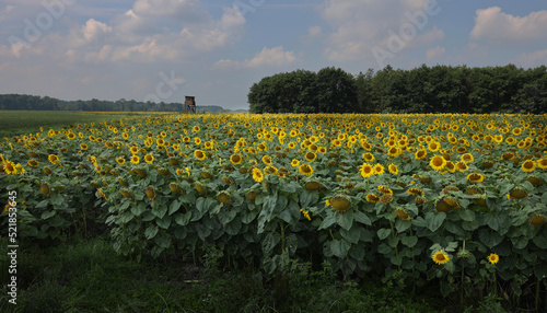 Słonecznik zwyczajny (Helianthus annuus L.) – gatunek rośliny z rodziny astrowatych

Pola słoneczników to piękny woidok lata, , Słoneczik jest uprawiany jako roślina przemysłowa  photo