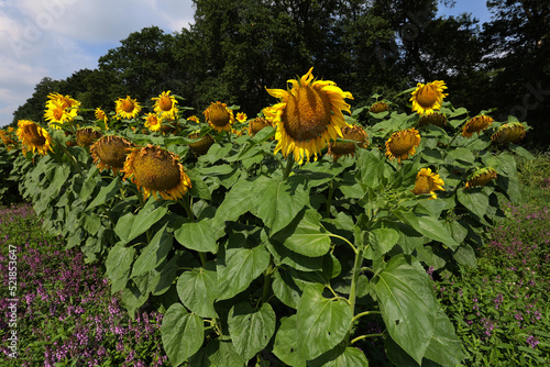 Słonecznik zwyczajny (Helianthus annuus L.) – gatunek rośliny z rodziny astrowatych

Pola słoneczników to piękny woidok lata, , Słoneczik jest uprawiany jako roślina przemysłowa  photo