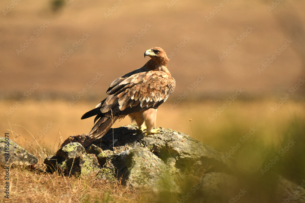 joven aguila imperial en la campiña en verano joven aguila imperial en la campiña en verano
